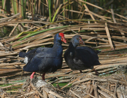 Purple Swamp-hen (Porphyrio porphyrio)